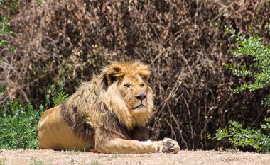 büyük yelesi aslanı, savannah aittir
