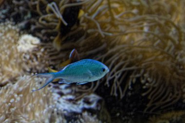 güzel mavi tropikal balık