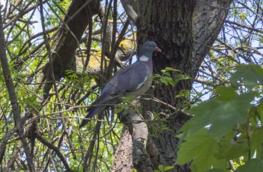 Güvercin tünemiş bir ağaç dalına