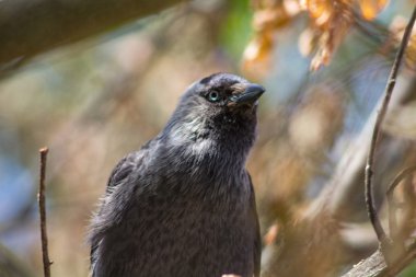 mavi gözlü parlak siyah kuş