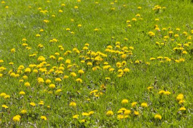 çim ve çiçek çiçek ansoil arka plan ile arka plan