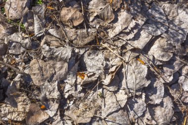 Sonbaharda kurumuş yaprakların arkaplanı