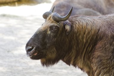 buffalo Asya pozlar gülümseyen