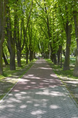 yürüyüş büyük ağaçları arasında döşeme