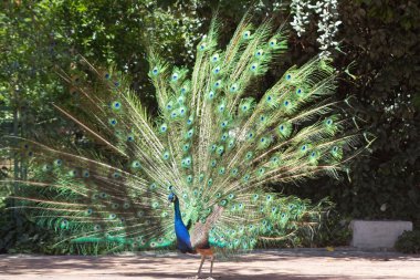 renkli kuyruk Fanlı peacock