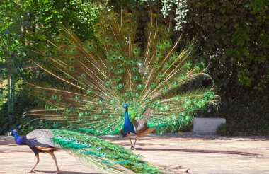 renkli kuyruk Fanlı peacock