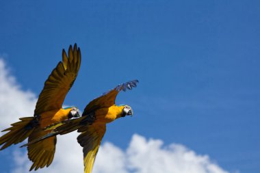 Mavi papağan ile uçuş sarı gazino