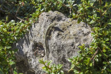 kertenkele sessiz Pazar üzerinde bir taş alır.