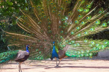 renkli kuyruk Fanlı peacock