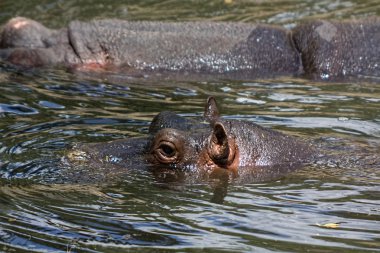 Afrika hippo suda dinlenme