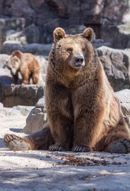 kahverengi ayı çok komik oturuyor.