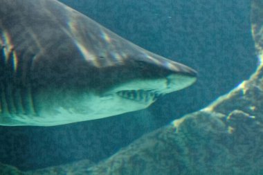 tehlikeli Boğa köpekbalığı çene çok büyük