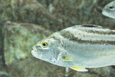 tropikal balık parlak Simli ölçekler