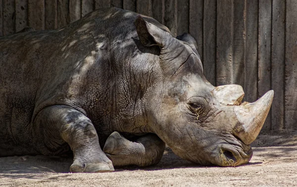 African white rhino — Stock Photo, Image