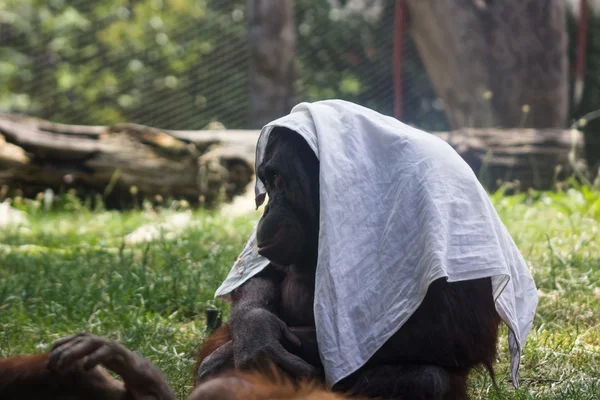 Orangutan playing with a scarf — Stock Photo, Image