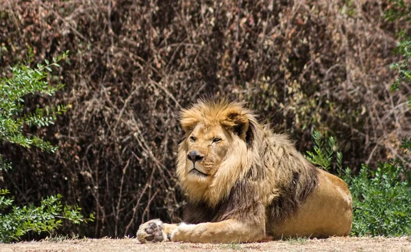 Grote manen Leeuw, berust in de savanne — Stockfoto