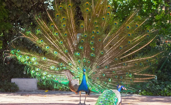 Peacock with colorful tail fanned — Stock Photo, Image