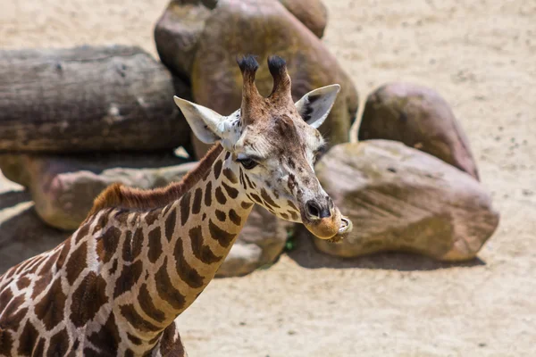 Nice young giraffe — Stock Photo, Image