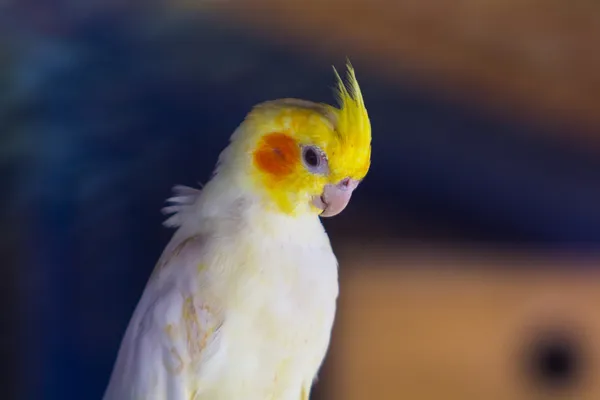 Ganska färgade papegoja uppflugen vila — Stockfoto