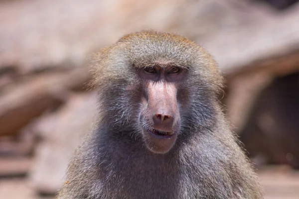 Cara de un mandril adulto —  Fotos de Stock