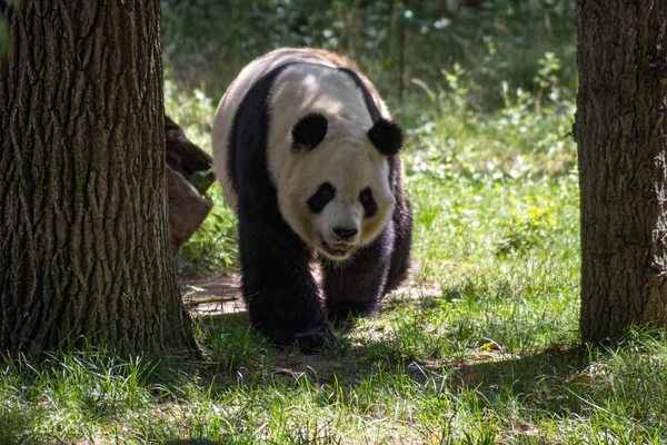 Panda bear i en skog — Stockfoto