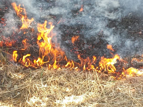 Feuerflammen auf einem Sommerfeld — Stockfoto