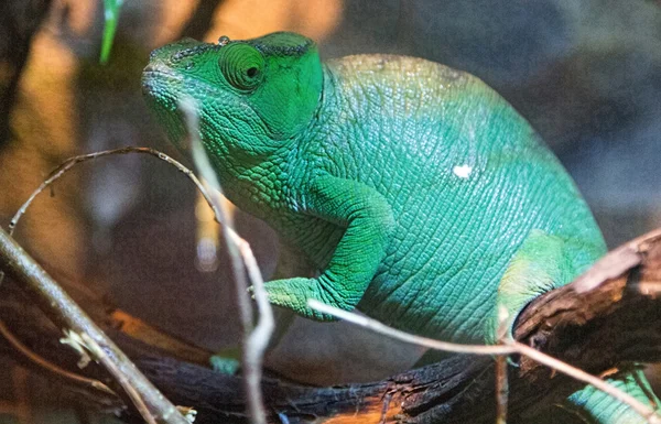 Chameleon enters the branches of a tree — Stock Photo, Image