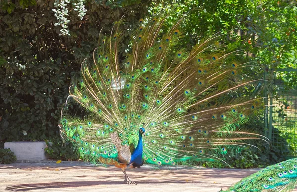 Peacock with colorful tail fanned — Stock Photo, Image