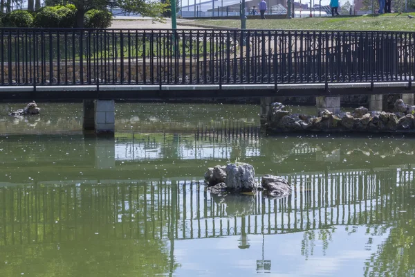 Passo a passo sobre um lago no parque — Fotografia de Stock