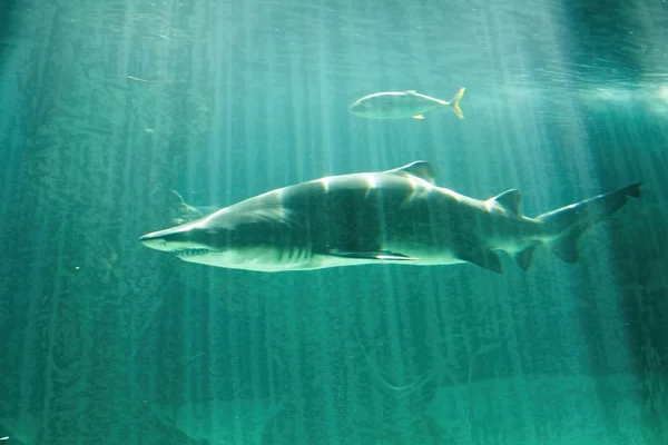 Dangereux taureau requin mâchoire énorme — Photo