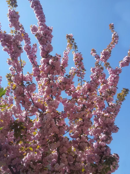 Rózsaszín virágok a fán aszalt szilva — Stock Fotó