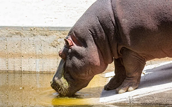 African hippo drinking water — Stock Photo, Image