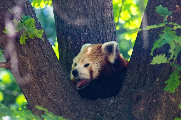 Roter Pandabär schläft in einem Baum — Stockfoto