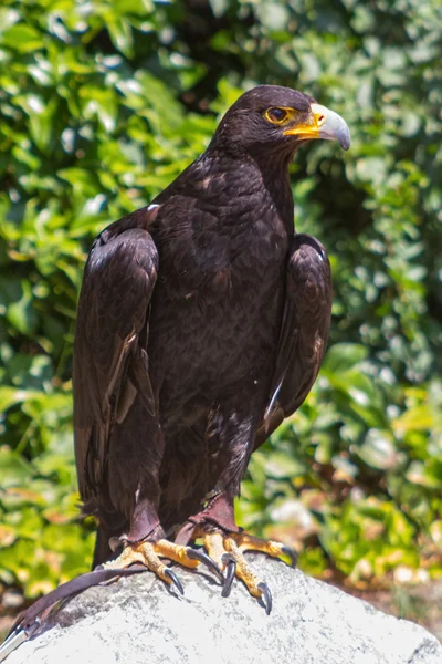 Grande tamanho Eagle Inn no solo — Fotografia de Stock