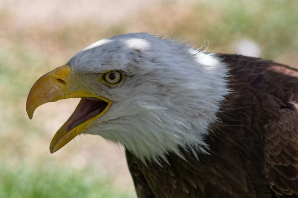 Vulturul chel sau capul alb (Haliaeetus leucocephalus ) — Fotografie, imagine de stoc