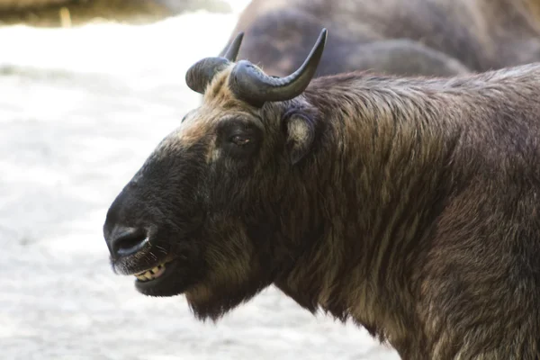 Buffalo asiatico posa sorridente — Foto Stock