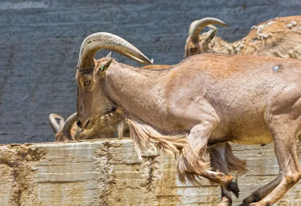 Chèvres de montagne européennes à grosses cornes — Photo