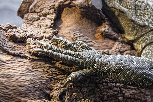 Detalle de las garras de un lagarto grande — Foto de Stock