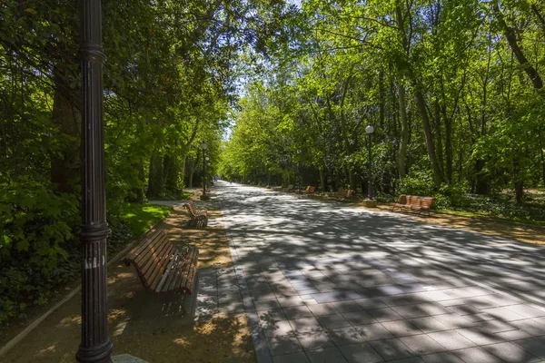 Гулять среди деревьев с деревянными скамейками для отдыха — стоковое фото