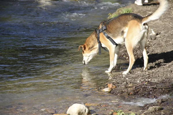 Susuz köpek içme suyu bir nehir — Stok fotoğraf