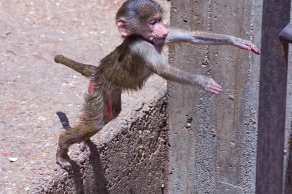 Small baboon jumping — Stock Photo, Image