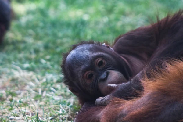 Orangutan playing on the floor — Stock Photo, Image