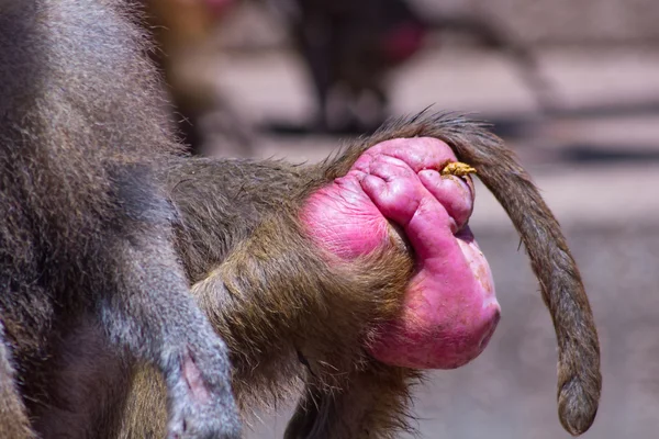 Dettaglio rosa culo babbuini — Foto Stock