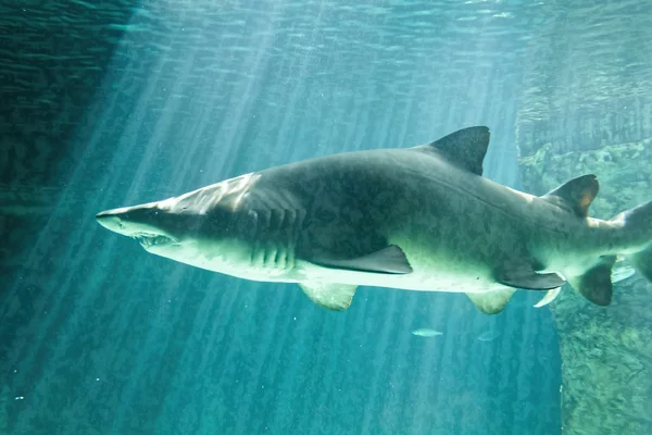 Peligrosa mandíbula de tiburón toro enorme — Foto de Stock