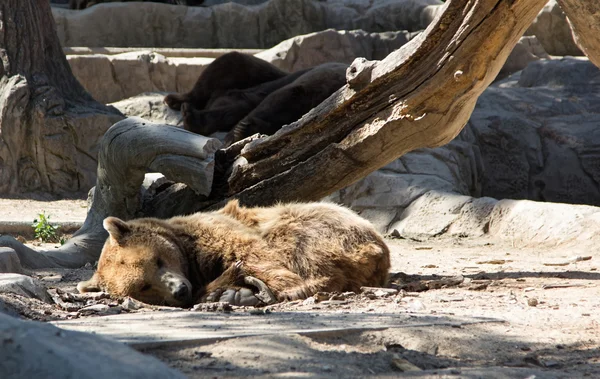 Kahverengi ayı çok komik oturuyor. — Stok fotoğraf