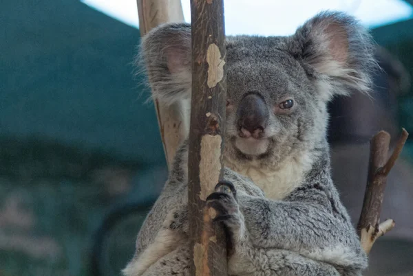 Koala relaxado nos ramos de uma árvore — Fotografia de Stock