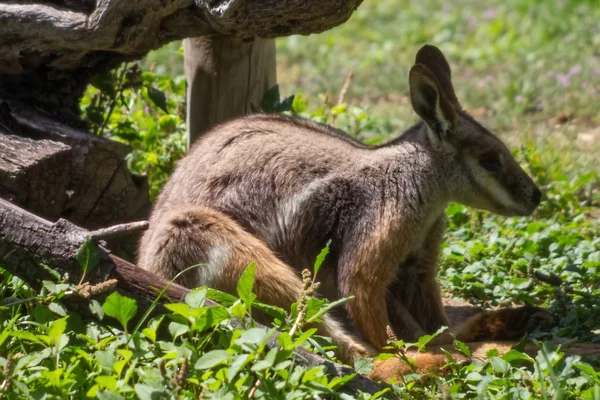 Bennett kenguru (macropus rufogriseus) — Stock Fotó