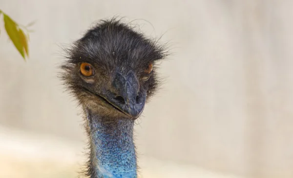 EMU hlava, velké oči — Stock fotografie