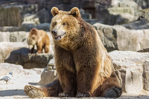 Oso marrón sentado tan divertido —  Fotos de Stock