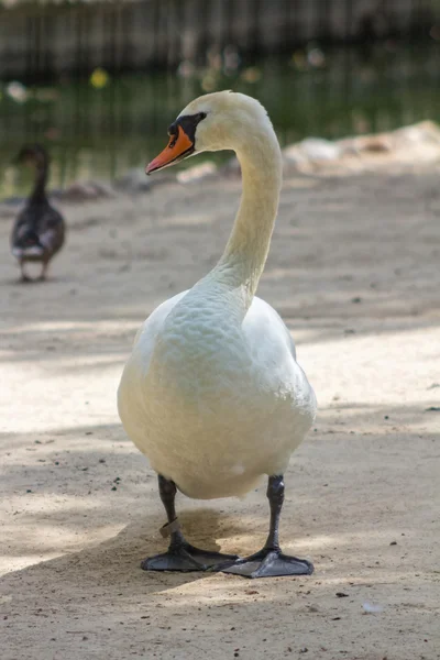 Swan walking on a path — Stock Photo, Image